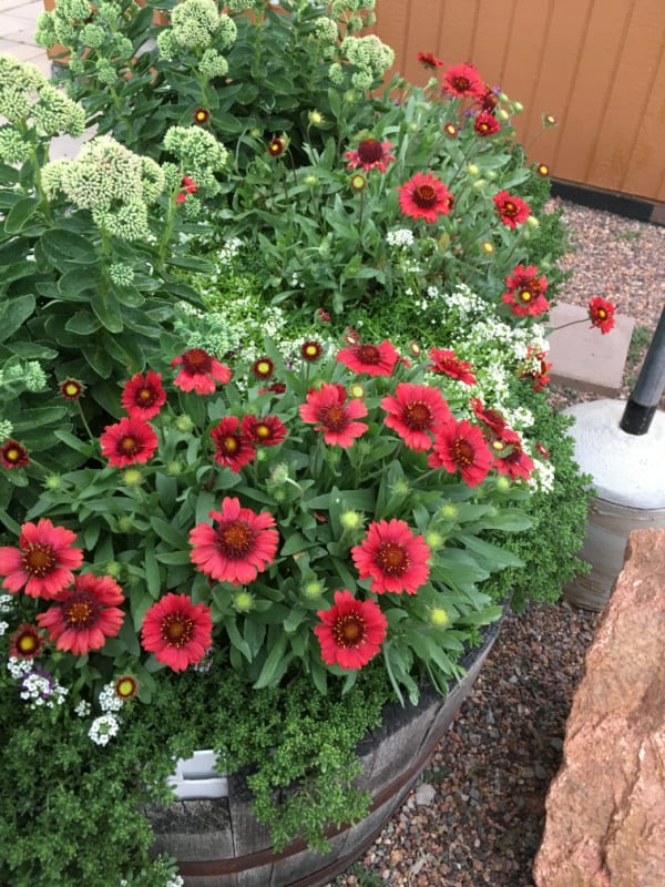 Half-Barrel Planter - Whiskey Barrel Style additional view